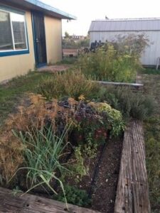 Falling for Garlic Image